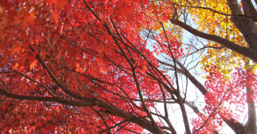 おすすめの秋キャンプ!秋はキャンプにおすすめの季節って知ってましたか?