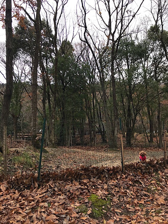 奥琵琶湖キャンプ場,滋賀県,キャンプ場,キャンプ