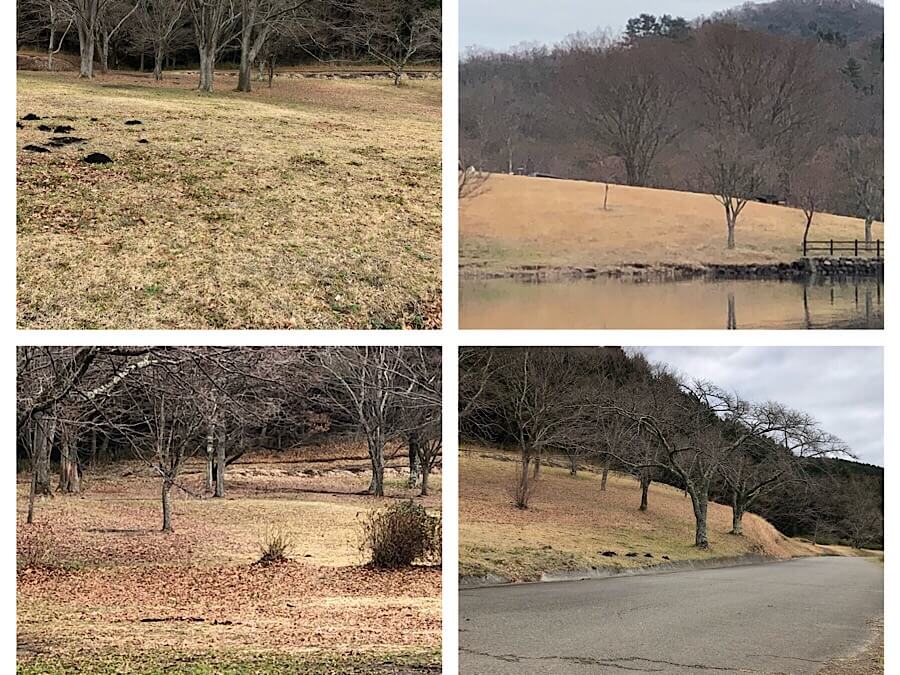 志高湖キャンプ場,湖,大分,志高湖