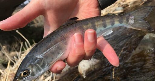 渓流解禁GO!GO!(大分県玖珠川水系鳴子川上流部 実釣編)