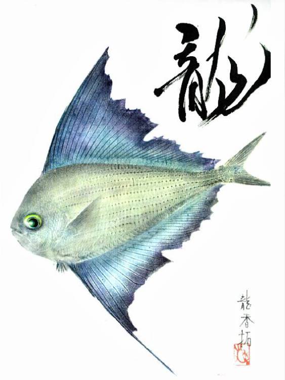 インターナショナル魚拓香房,山本龍香,カラー魚拓4