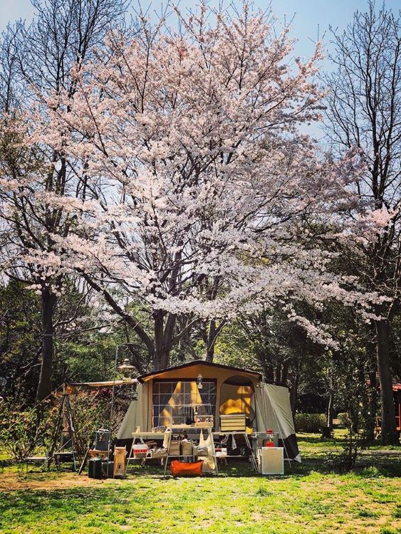 桜　テント