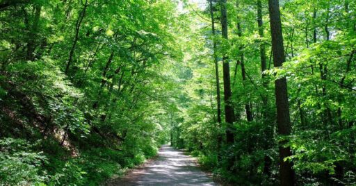 軽井沢のおすすめキャンプ場13選!仲良しママ友と初キャンプにもおすすめの人気スポットをチェック