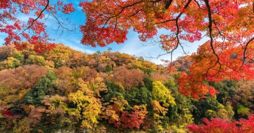 秩父・長瀞のおすすめキャンプ場!絶対にいくべき観光スポットもご紹介!