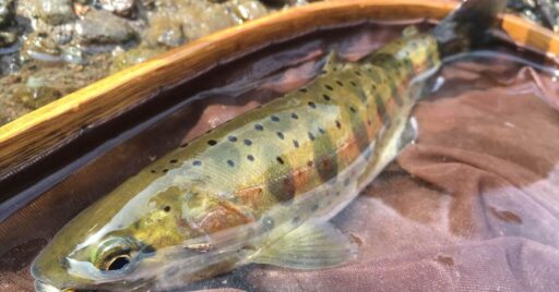 地元の釣り人に愛される川 大分県日田市 高瀬川で渓流釣り!!