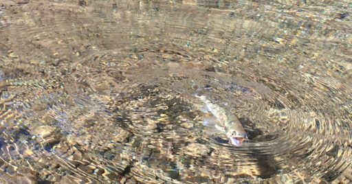 ヤマメの里 宮崎県椎葉村釣行でフィッシング!!