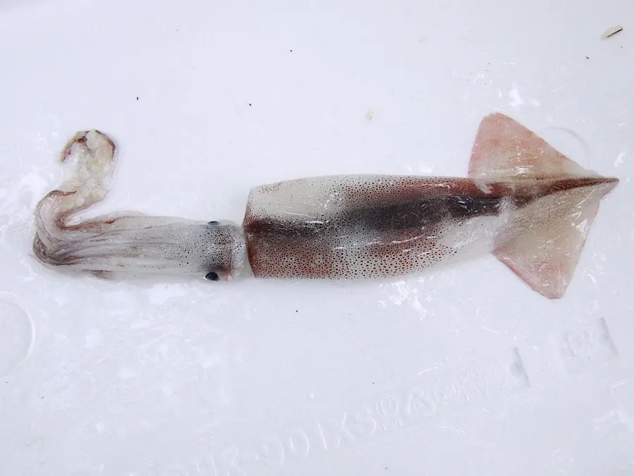 q バーベキューで失敗しない 魚介類の食べ方 焼き方 捌き さばき 方 海老 鮎 イカ ホッキ貝編 ーそとごはんー Takibi タキビ キャンプ グランピングなどアウトドアの総合情報サイト Page 3