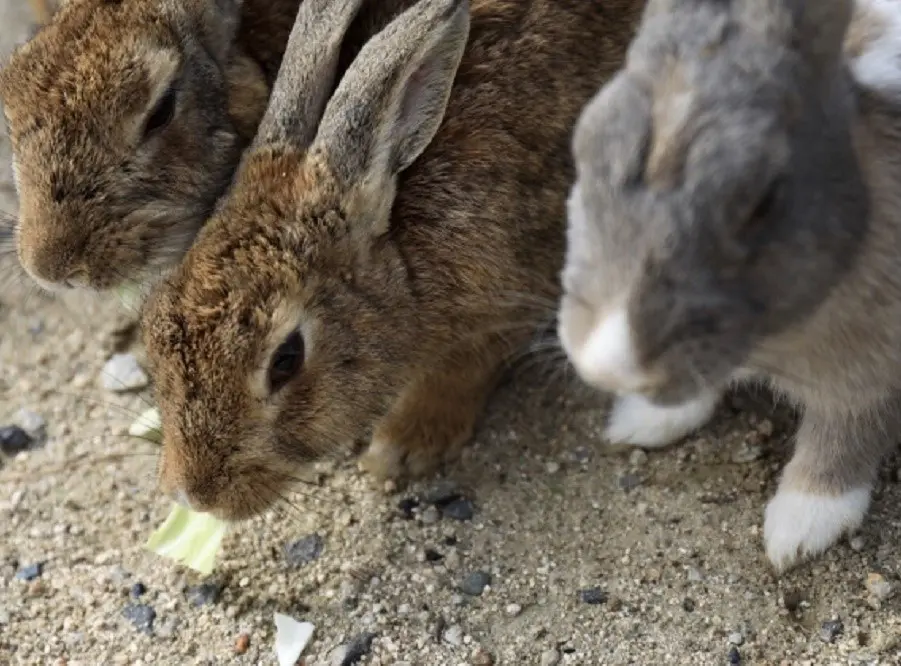 動物とふれあうことのできるキャンプ場 関東近郊編 Takibi タキビ キャンプ アウトドアの総合情報サイト