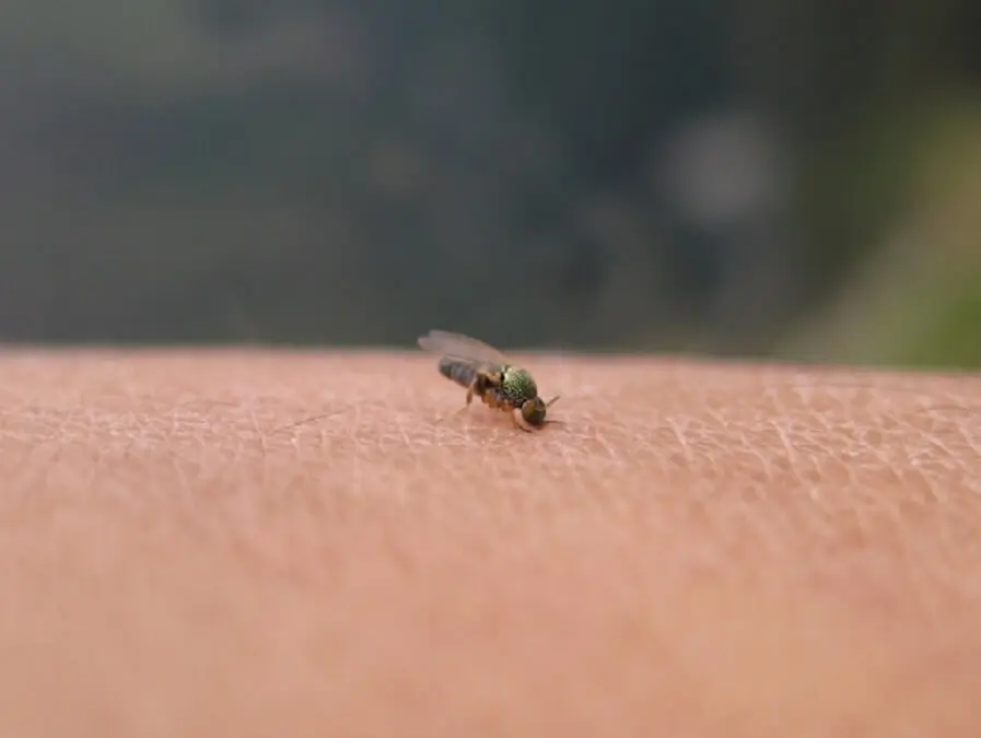 施設写真 都会ではめったに見られないオオクワガタも 虫取りも楽しめます 雨飾高原キャンプ場の写真 子供とお出かけ情報 いこーよ