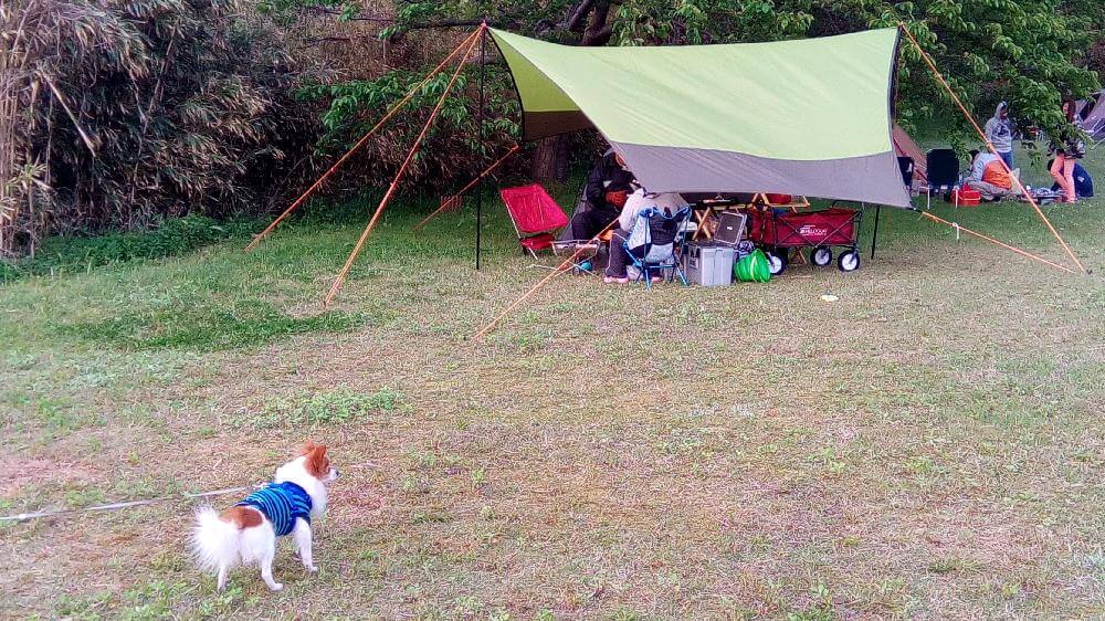 愛犬を連れてキャンプ