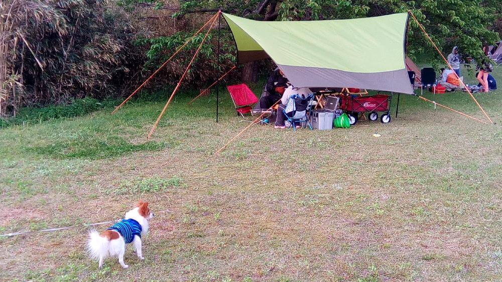 愛犬を連れてキャンプ