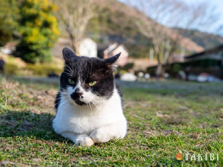 ねこ