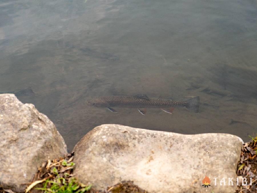 茶色い魚