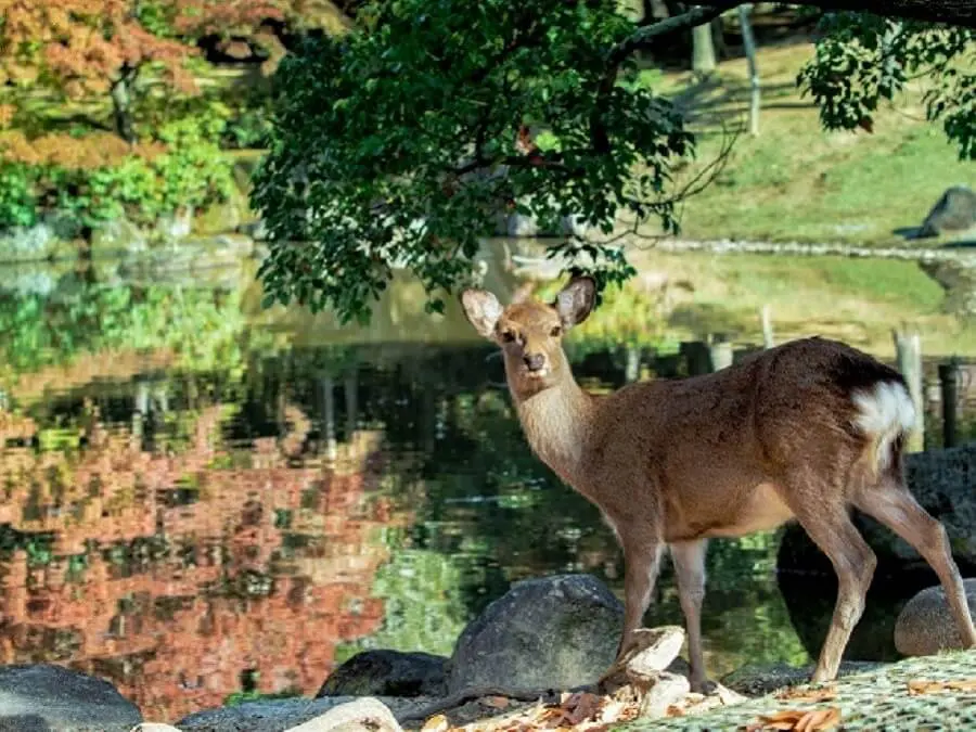 キャンプで もし遭遇したら 熊 イノシシなどの害獣対策 キャンプ アウトドアのtakibi タキビ
