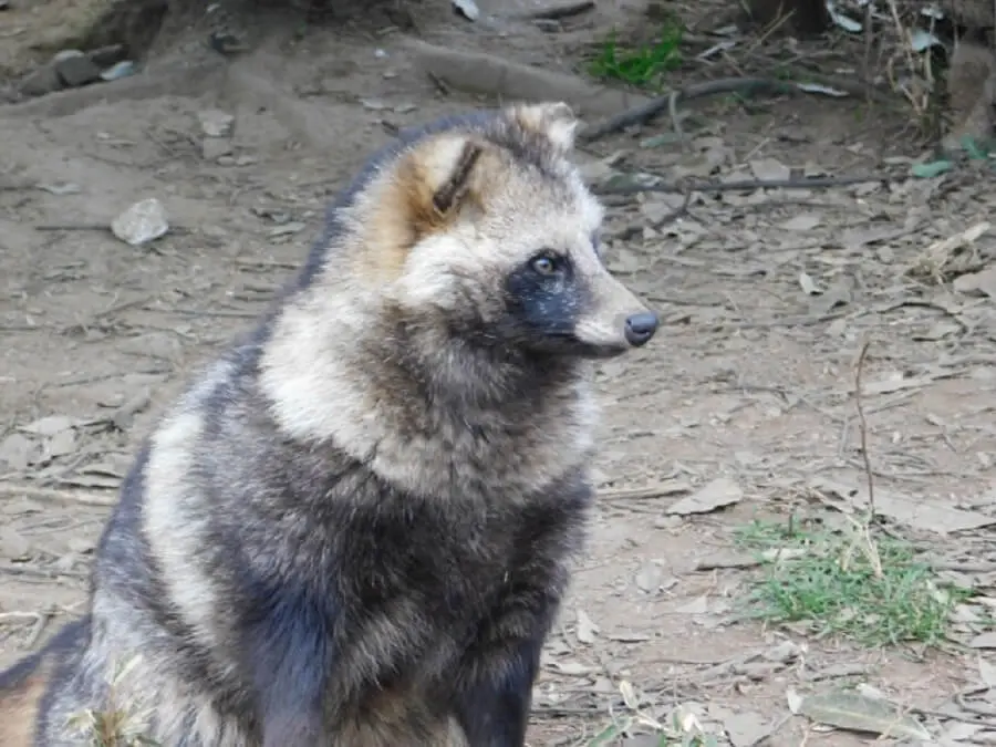 キャンプで もし遭遇したら 熊 イノシシなどの害獣対策 キャンプ アウトドアのtakibi タキビ