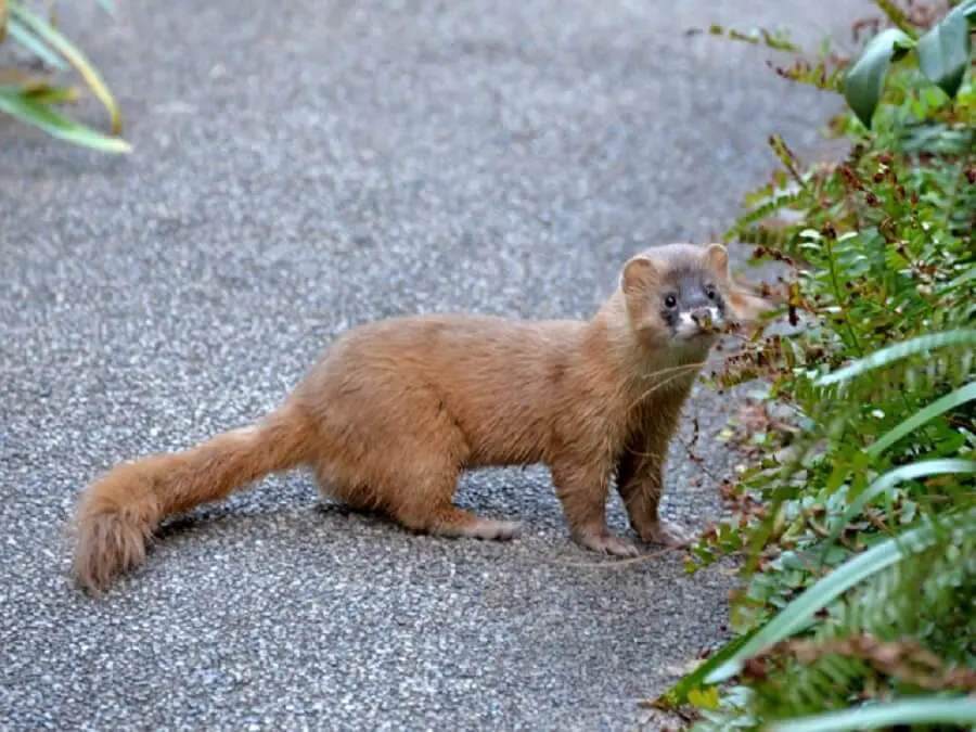 キャンプで もし遭遇したら 熊 イノシシなどの害獣対策 キャンプ アウトドアのtakibi タキビ