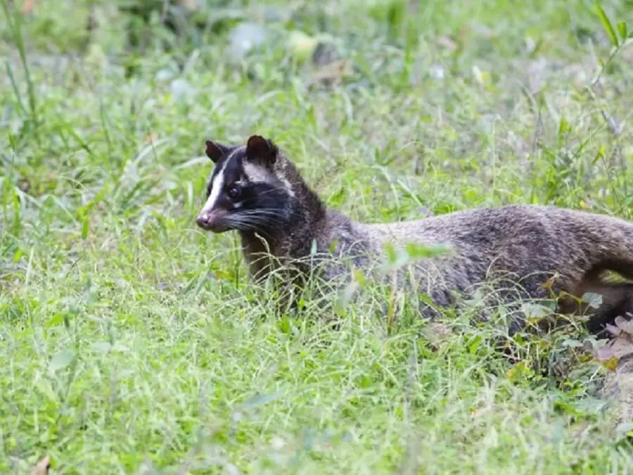 キャンプで もし遭遇したら 熊 イノシシなどの害獣対策 キャンプ アウトドアのtakibi タキビ