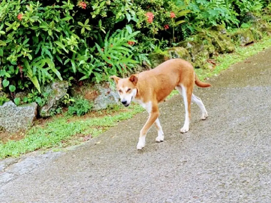キャンプで もし遭遇したら 熊 イノシシなどの害獣対策 キャンプ アウトドアのtakibi タキビ