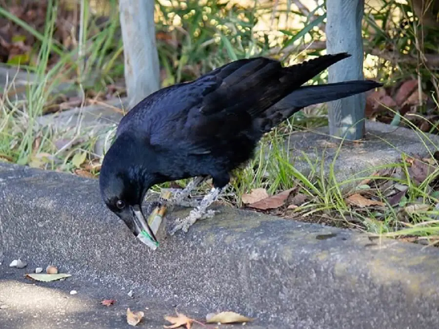 キャンプで もし遭遇したら 熊 イノシシなどの害獣対策 キャンプ アウトドアのtakibi タキビ