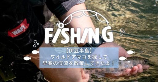 【伊豆半島】ワイルドアマゴを探して早春の渓流を散策してきたよ!