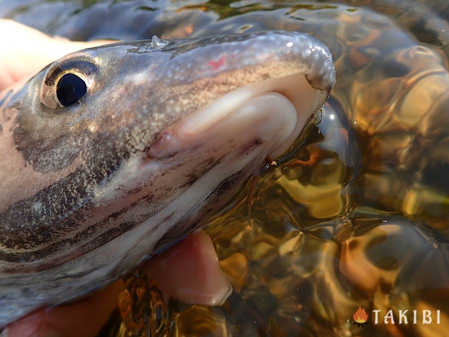 ご近所de釣りしちゃお　ルアーフィッシングの密かなターゲット！ニゴイ釣りの魅力に迫る！　ニゴイ