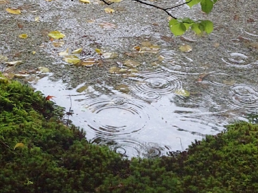 雨