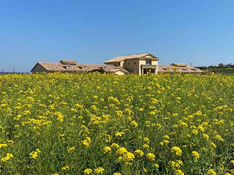 4.長井海の手公園 ソレイユの丘オートキャンプ場（神奈川県）