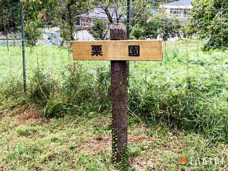 中畑林間ファミリー園栗園