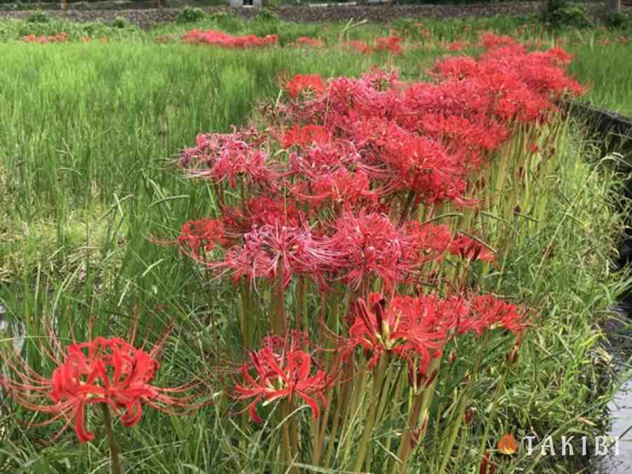 白崎海洋公園彼岸花