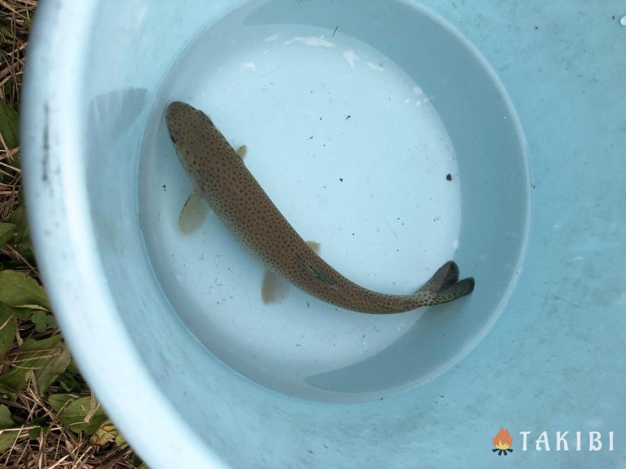 高ソメキャンプ場釣り