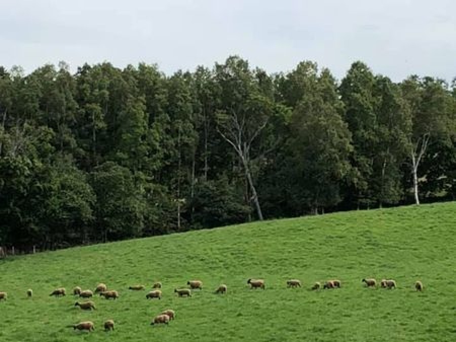 焚き火キャンプ場　士別ペコラ　北海道