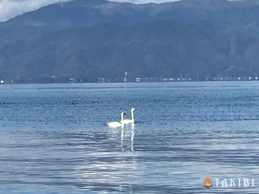 湖,コハクチョウ