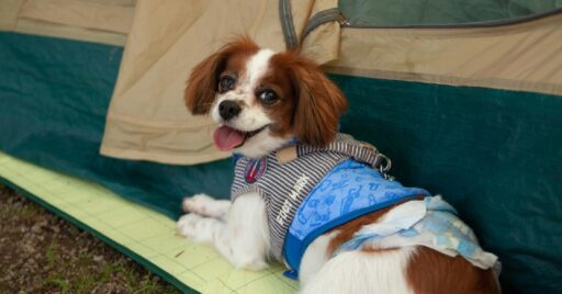 絆が深まる犬連れキャンプ。特別な日だからこそ、愛犬にも美味しいご飯を!