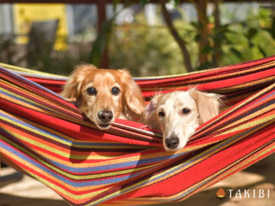 絆が深まる犬連れキャンプ 特別な日だからこそ 愛犬にも美味しいご飯を キャンプ アウトドアのtakibi タキビ