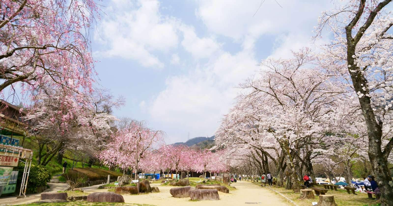 関西地方のお花見ができるキャンプ場 キャンプ アウトドアのtakibi タキビ