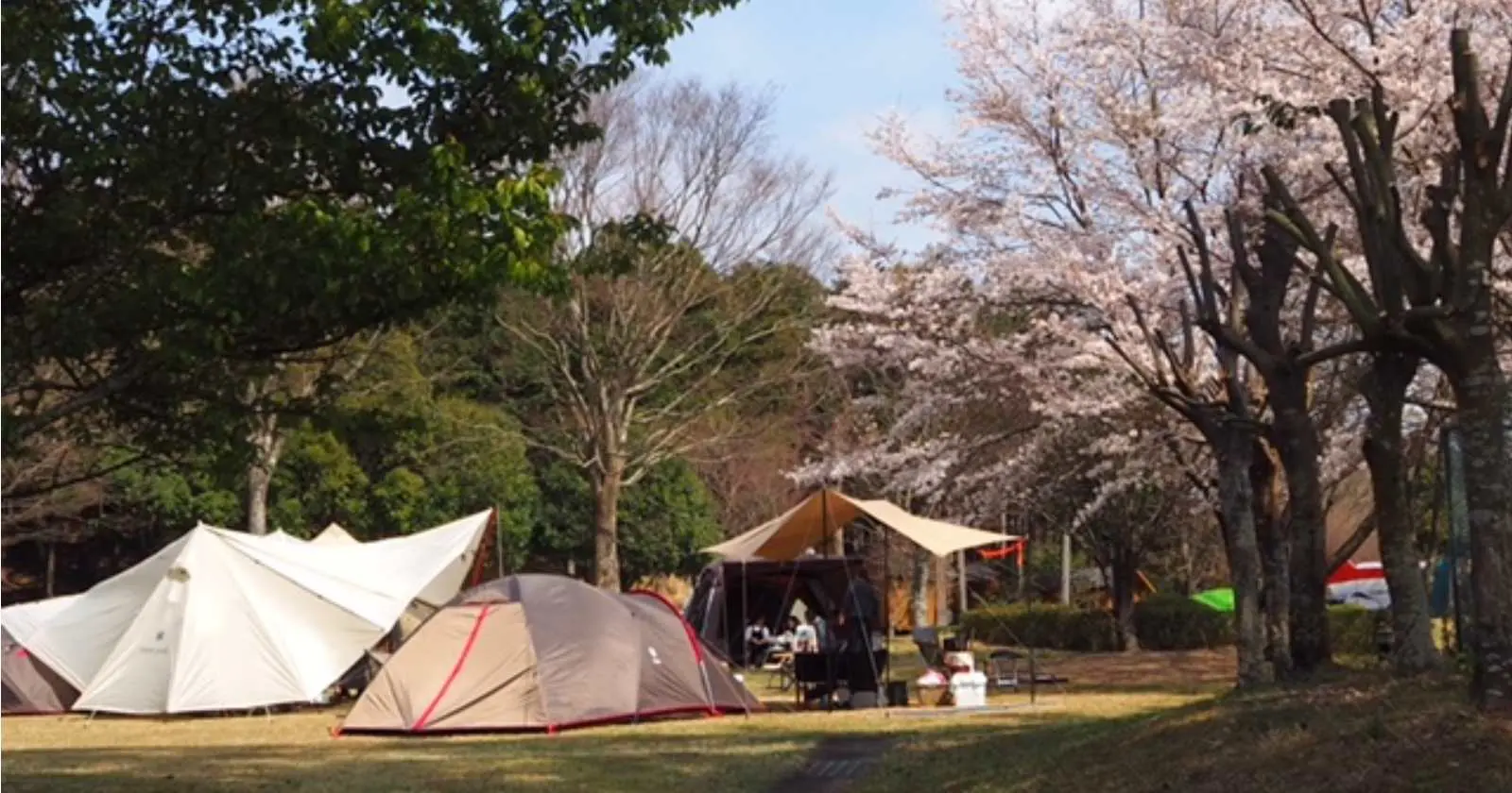 静岡県 天城ふるさと広場キャンプ場はお花見キャンプの穴場スポット キャンプ アウトドアのtakibi タキビ
