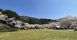 【京都府】亀岡市七谷川野外活動センターは桜の名所！芝生と清流の「ふれあいの里」を楽しもう