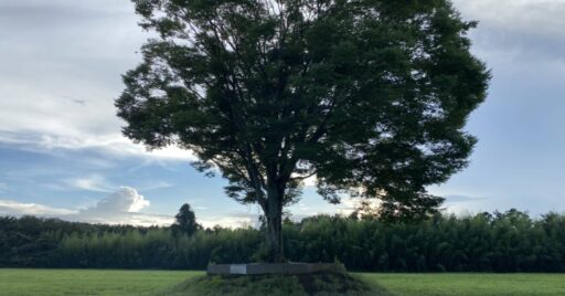 【千葉県】一番星ヴィレッジ市原オートキャンプ場|ツリーハウスがある夢のキャンプ場