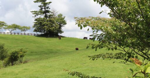 【愛知県】三河高原キャンプ村|クルマのまち豊田市の東にある自然溢れる癒しのキャンプ場