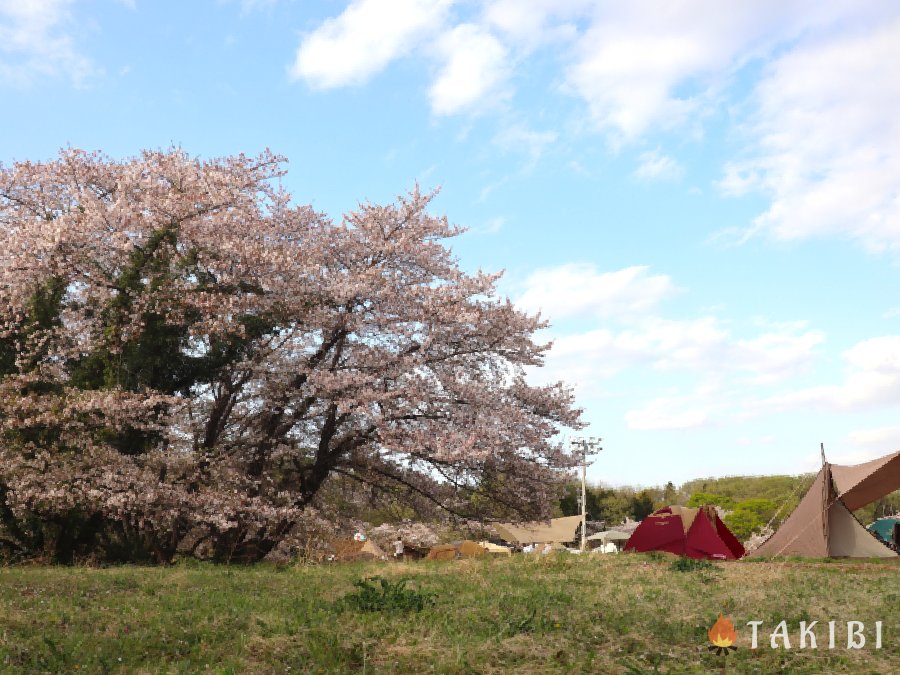 2021年4月3日～4日「SAKURA BEER CAMP in “COEDO Brewery”開催！」