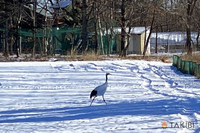 雪原にタンチョウ