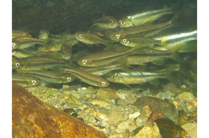 カワムツとはどんな魚か？