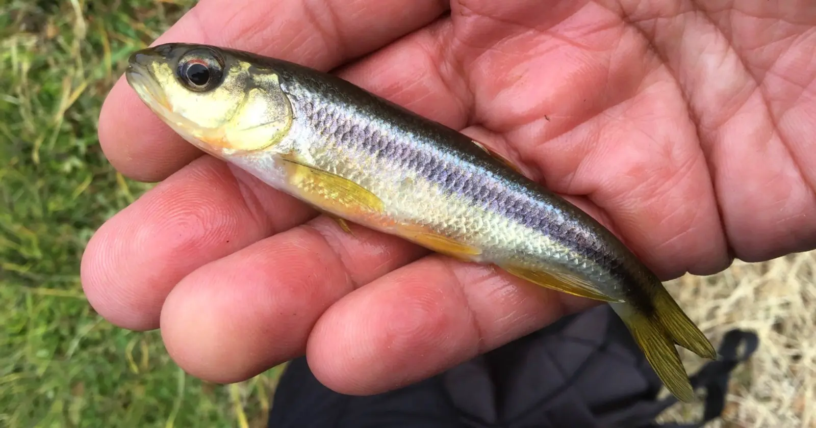 和歌山県 橋本市高野口町の 田原川 でカワムツ釣り Takibi タキビ キャンプ グランピングなどアウトドアの総合情報サイト