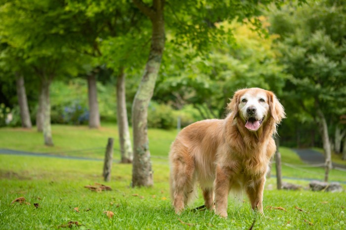 犬と泊まれるグランピング23選！ペット可の施設でのびのび犬連れ旅行