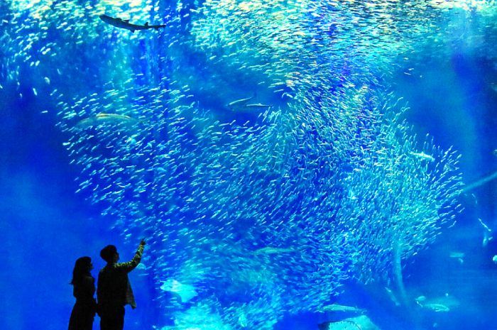 アクアワールド茨城県大洗水族館