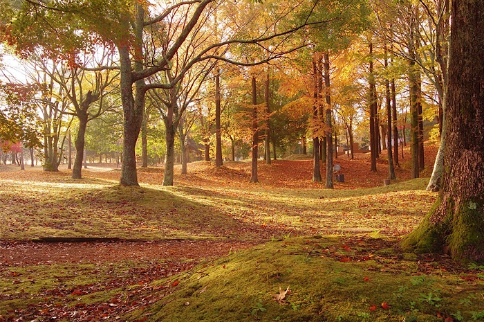 紅葉の時期の森の画像です。