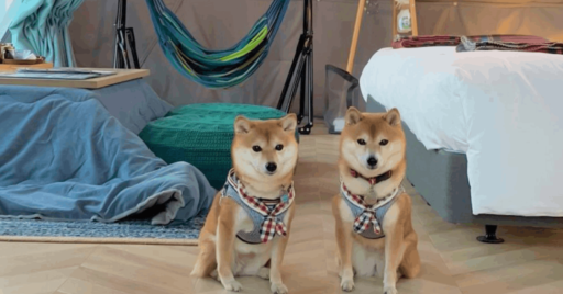 犬連れOKな関東のグランピング施設10選!一緒に楽しむメリットや施設の選び方も解説