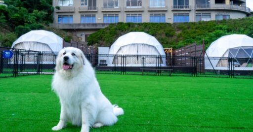 蒲郡市でグランピングを楽しむなら?「glampark海陽閣」がおすすめ!