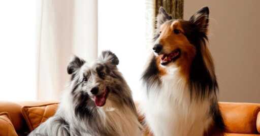 旅行も一緒に!犬と泊まれるコテージおすすめ5選